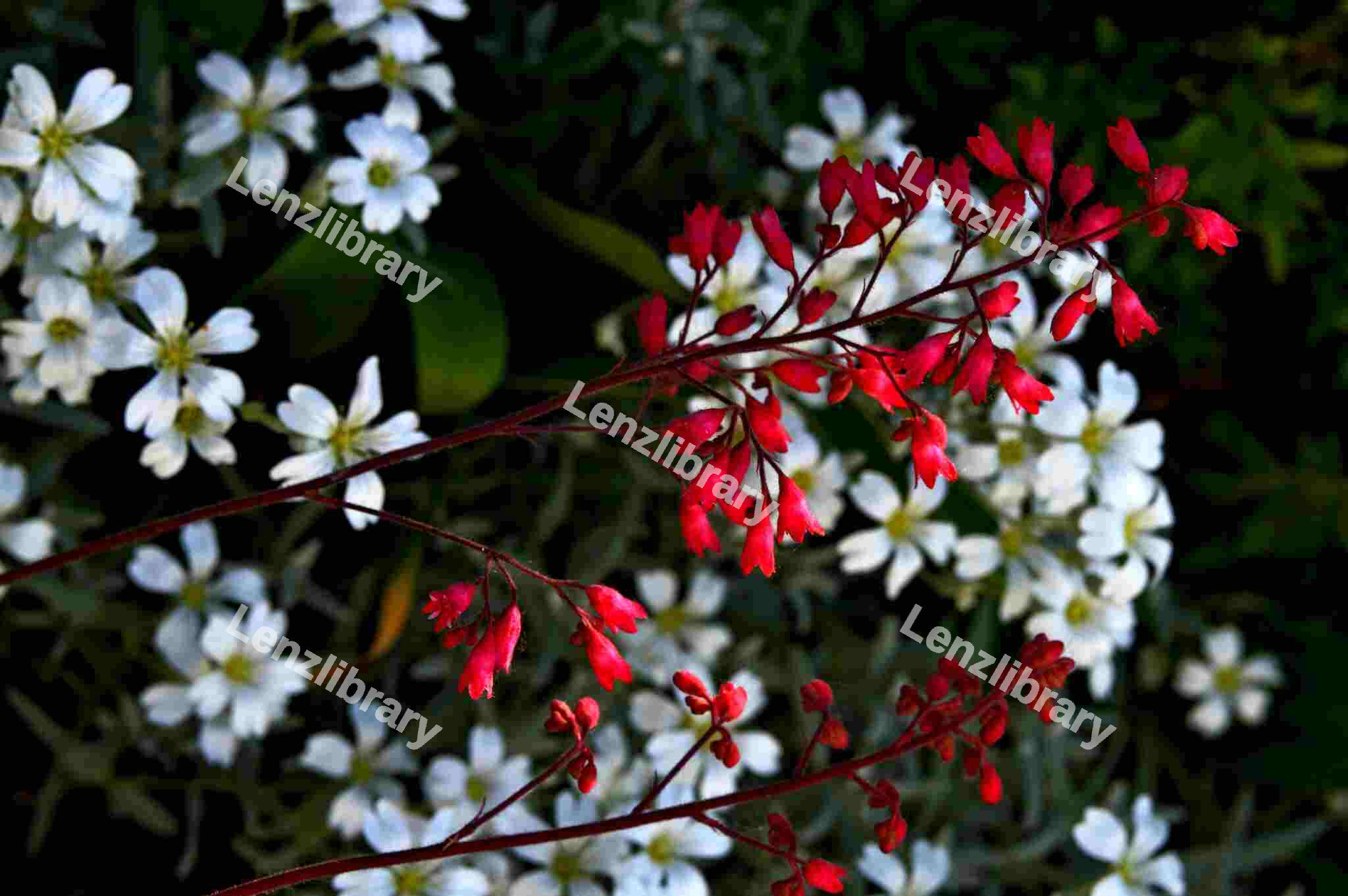 Heuchera Sanguinea Flower